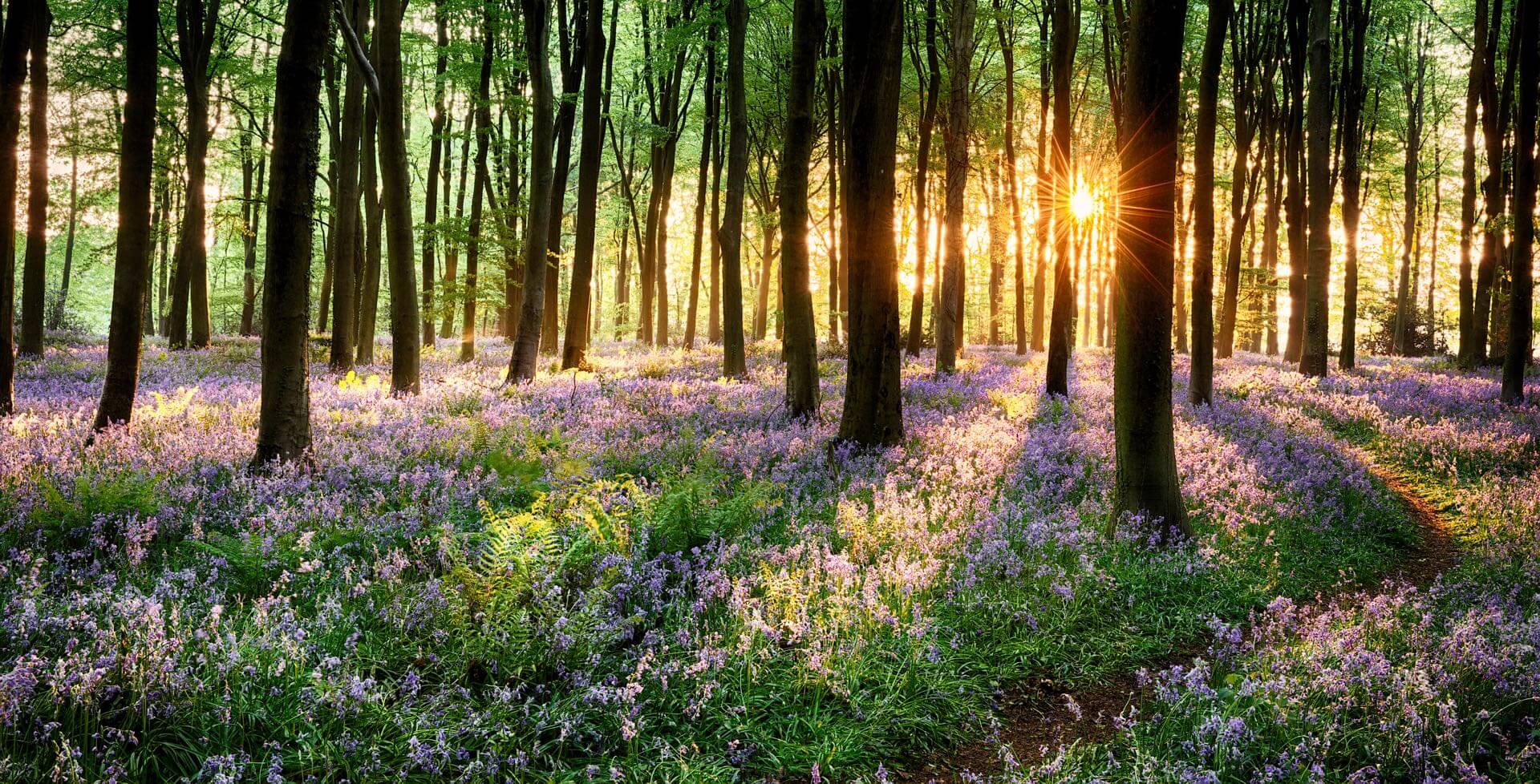 img-field-of-flowers Path Through Bluebell Woods